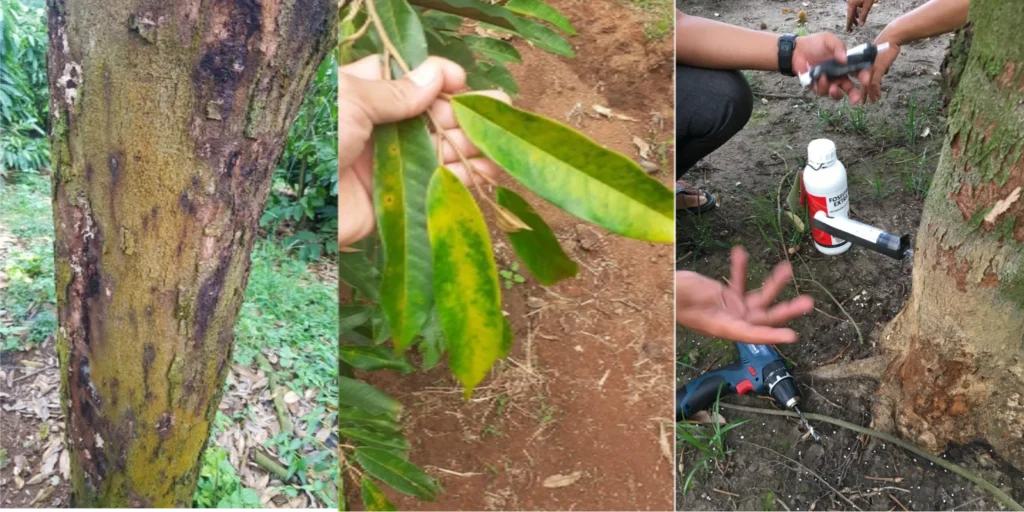 LIỆU TRÌNH PHỤC HỒI CÂY SẦU RIÊNG SAU THU HOẠCH