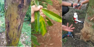 LIỆU TRÌNH PHỤC HỒI CÂY SẦU RIÊNG SAU THU HOẠCH