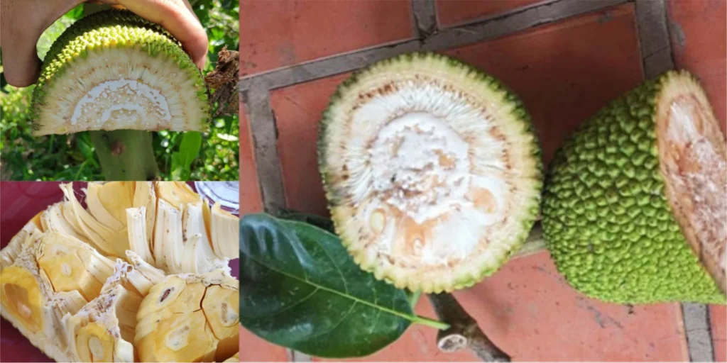 PHÒNG NGỪA XƠ ĐEN MÍT