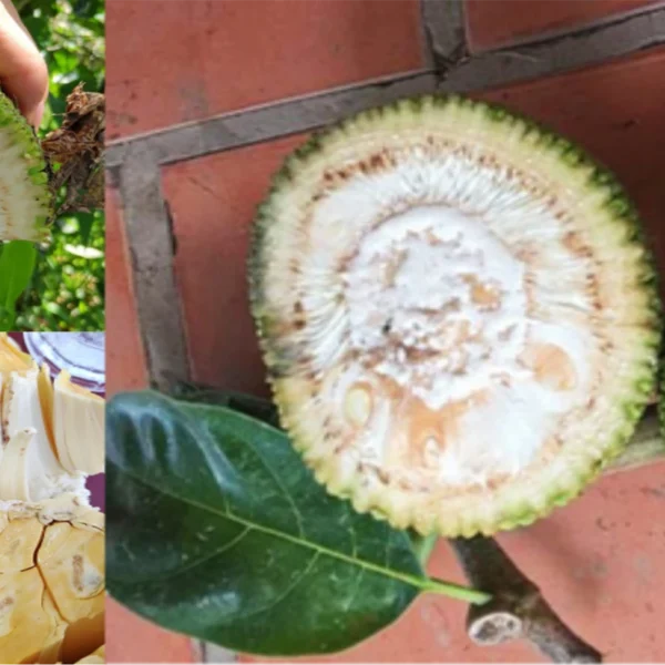 PHÒNG NGỪA XƠ ĐEN MÍT