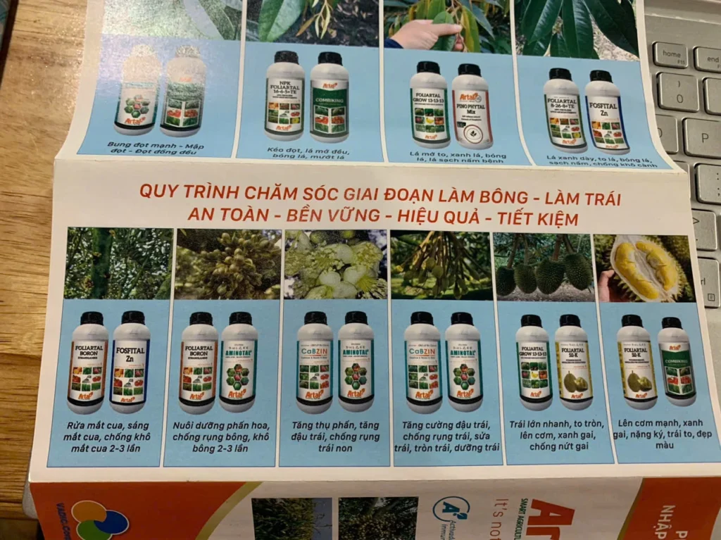 Quy trình phục hồi sầu riêng vùng Phong Điền – Thới Lai