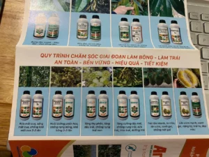 Quy trình phục hồi sầu riêng vùng Phong Điền – Thới Lai