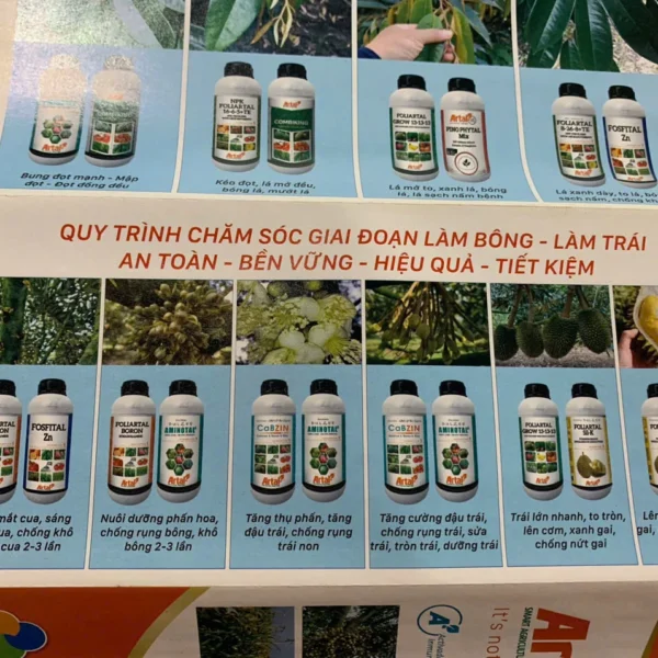 Quy trình phục hồi sầu riêng vùng Phong Điền – Thới Lai